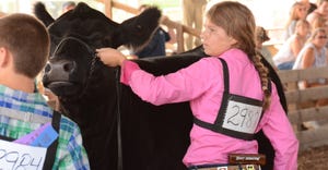 girl showing black cow at fair