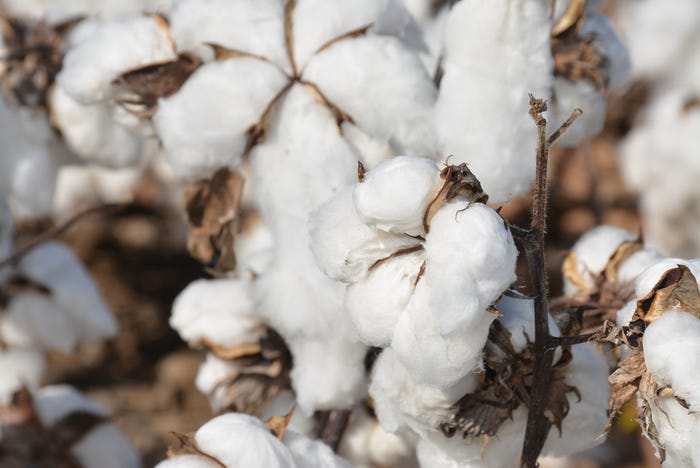 cotton-harvest-Huguley-18-boll (83 of 111).jpg