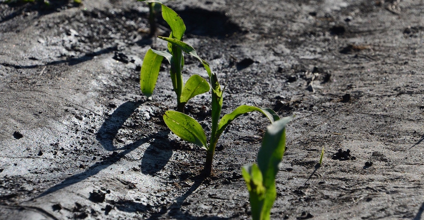 green seedlings that have been too wet