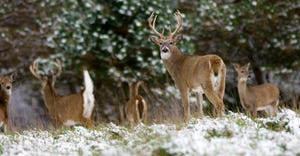 white tailed deer in the snowy woods
