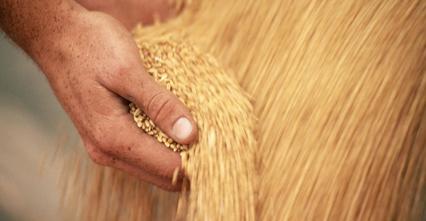 Getty hands catching wheat.jpg
