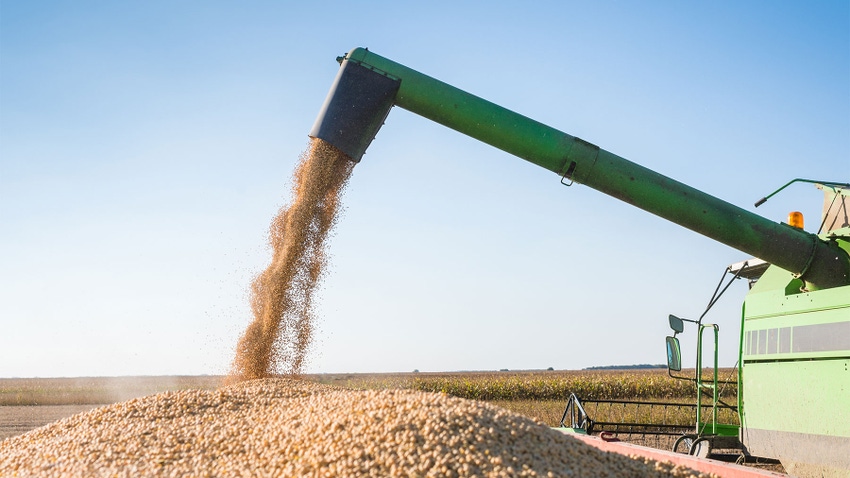 soybeans pouring from auger into wagon