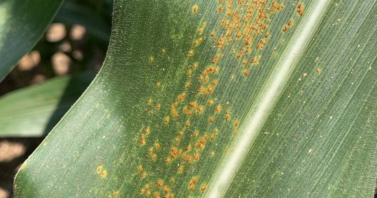 How southern rust is affecting Missouri in 2026
