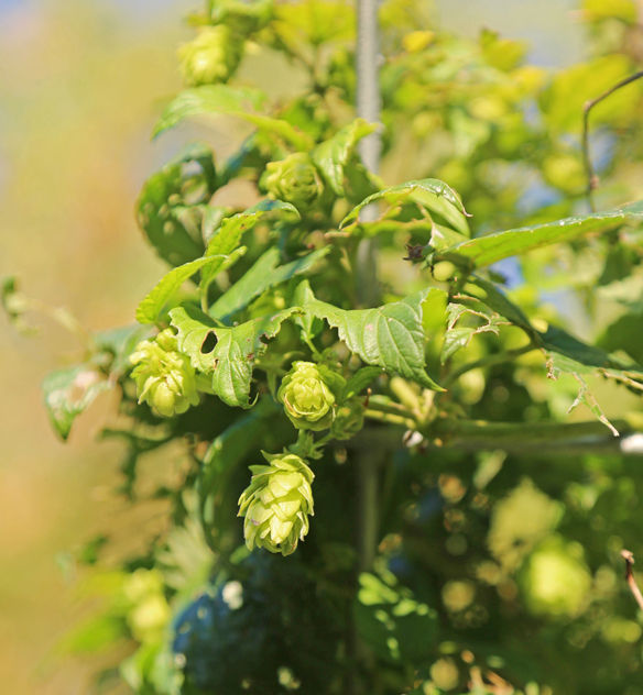 Build a hopyard; brew some beer