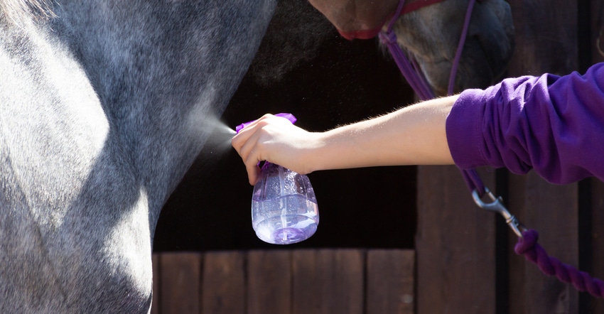 insect repellant being applied to a horse with a spray bottle
