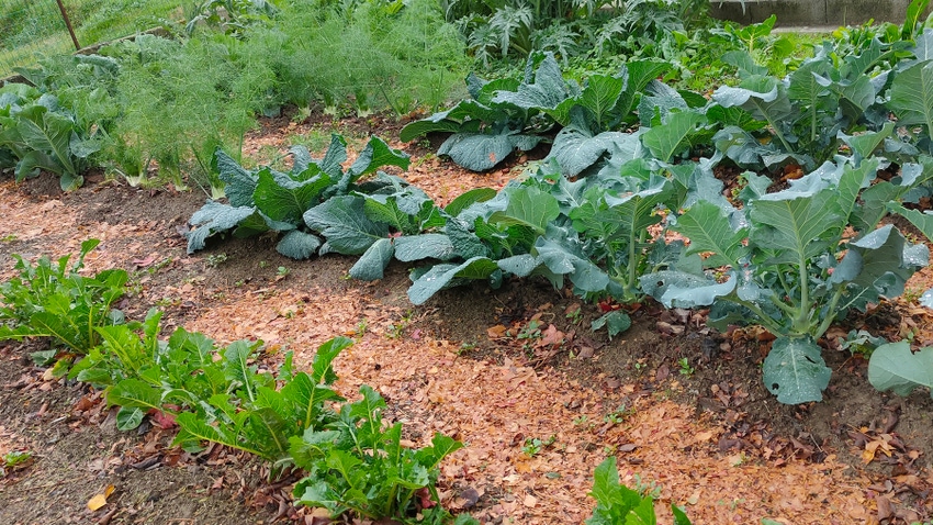 Vegetable garden with mulch