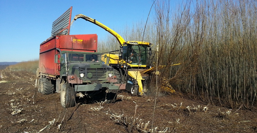 harvesting shrub willows