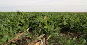 cover crops in field