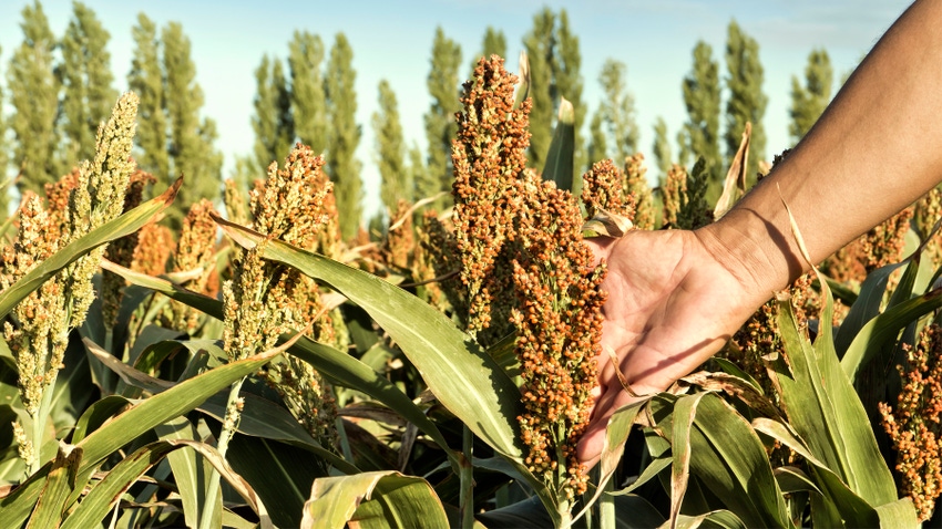 hand holding sorghum in field