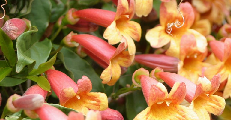 closeup of colorful flowers of the crossvine