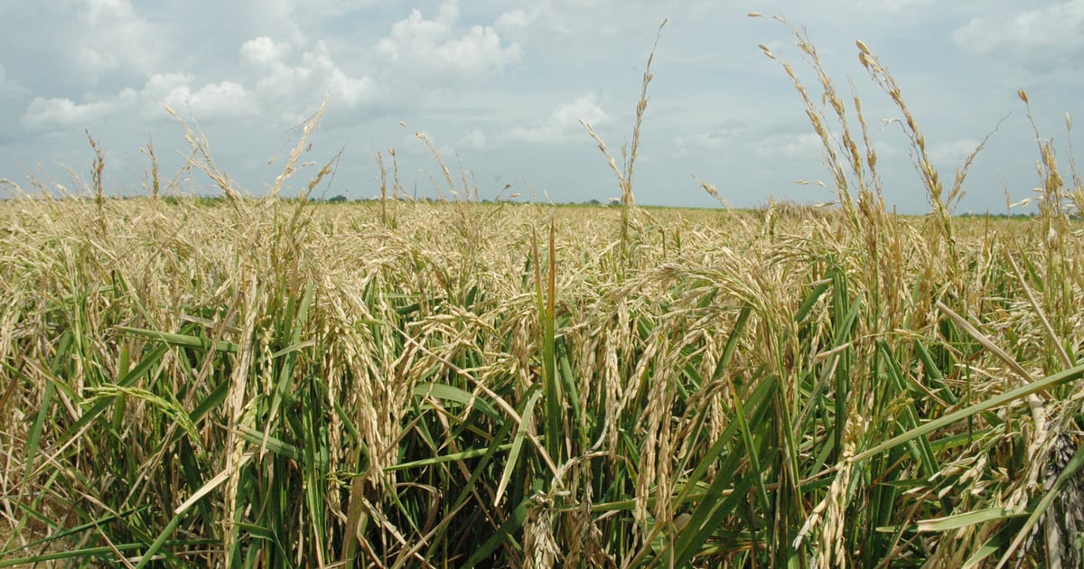 Texas rice farmers experiencing bumper 2018