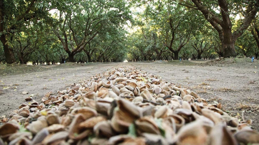 A row of almonds shaken from trees.
