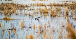 Single Drake Shoveler duck in a lake marsh during the spring