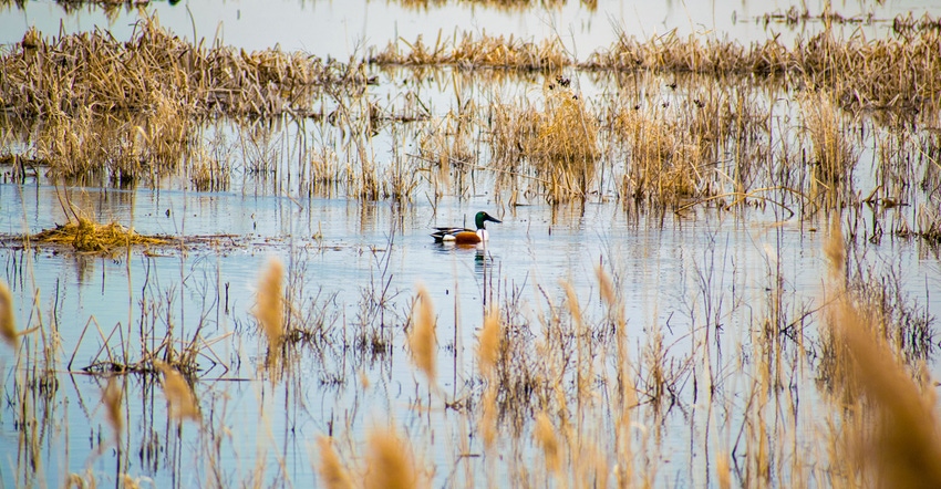 Single Drake Shoveler duck in a lake marsh during the spring Single Drake Shoveler duck in a lake marsh during the spring