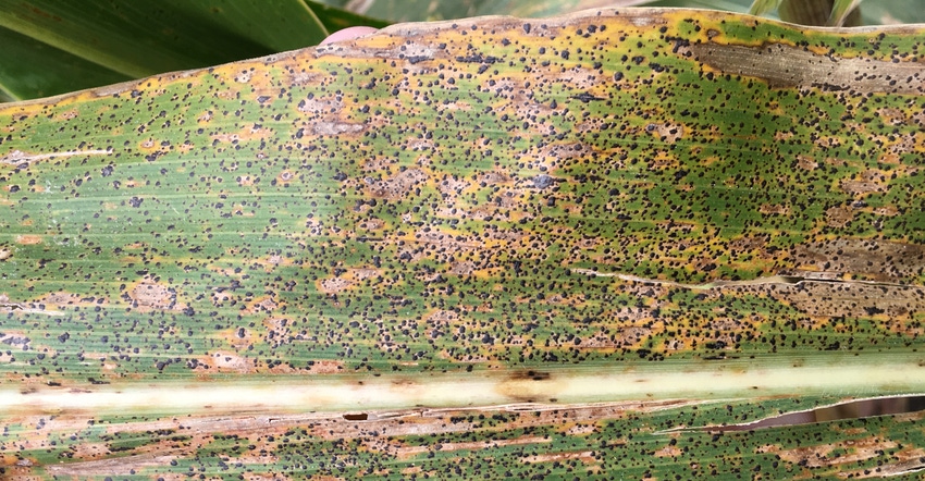 Close up of tar spot scattered across the upper and lower leaf surfaces of corn