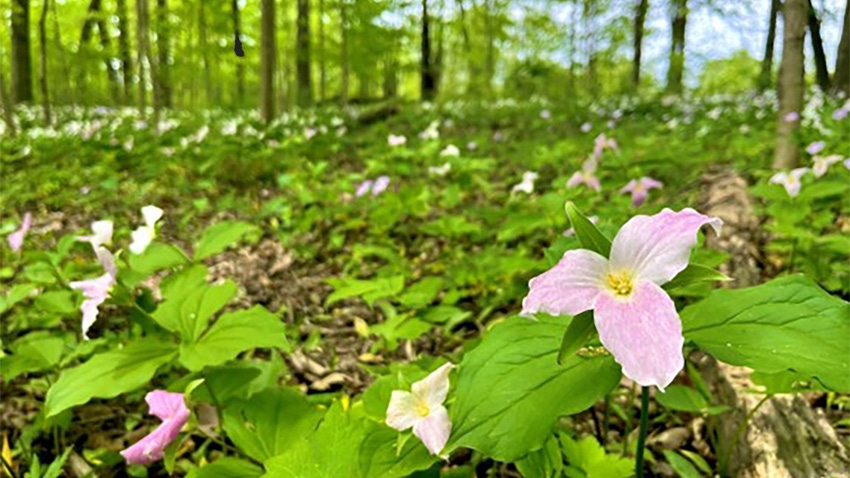 Purple flowers blooming on the forest floor