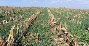 Cover crops growing in a field