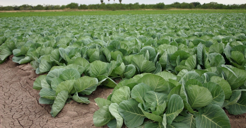 agrilife-cabbage-weslaco.jpg
