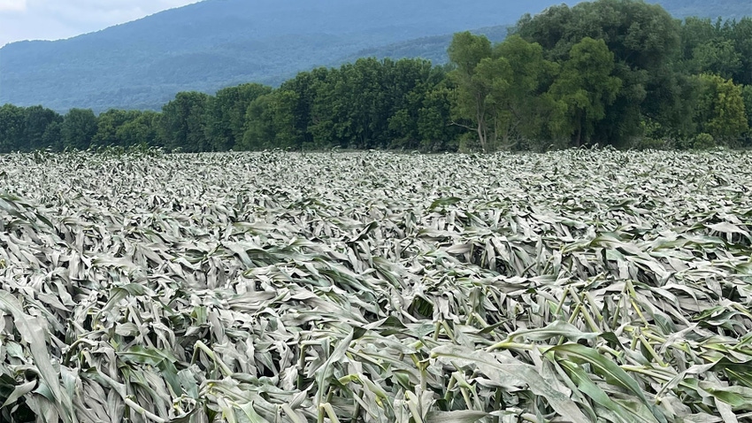 A cornfield with severe damage