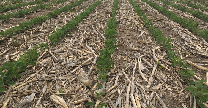 Cover crops and soybeans