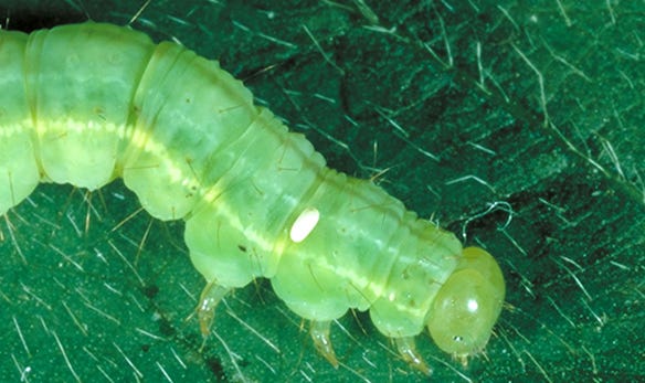 green cloverworm
