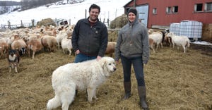 Lewis Fox and Nikola “Niko” Kochendoerfer on their sheep farm