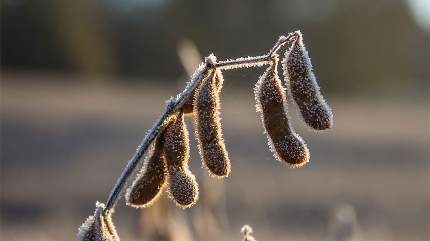 A close up of a soybean covered in frost and ready for harvest