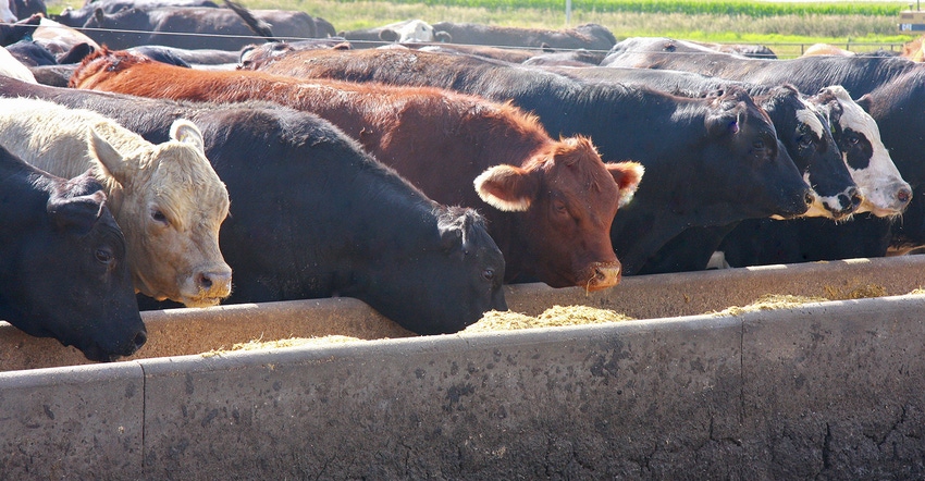 beef cattle in feedlot