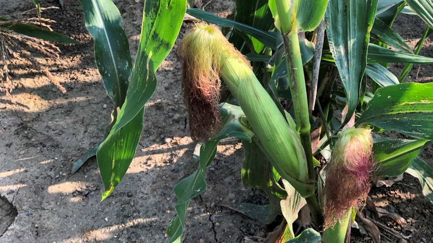 ears of corn on stalks with extra long silks