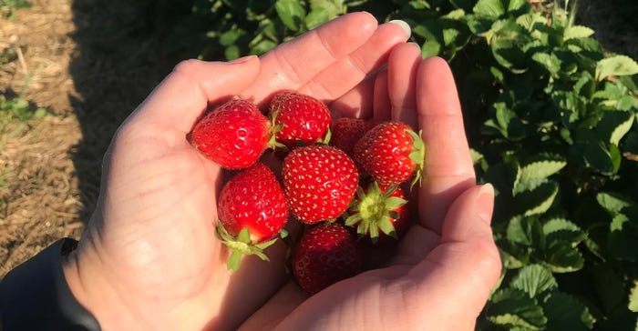 hand holding fresh picked strawberries
