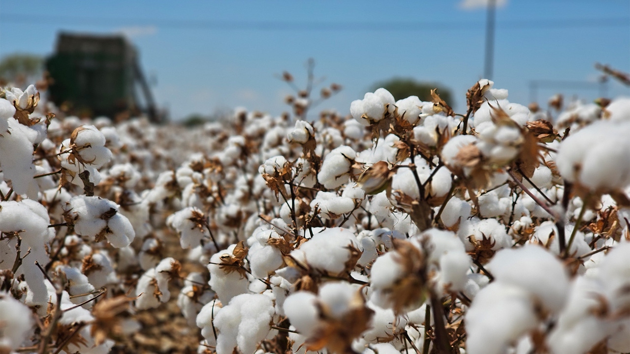 Texas plants almost 6 million acres of cotton yearly.