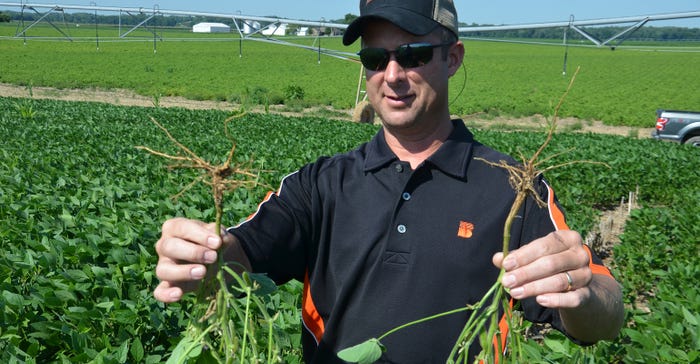 Steve Gauck holding soybean plants