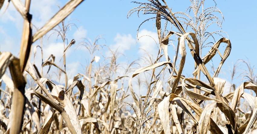 Dry corn against blue sky