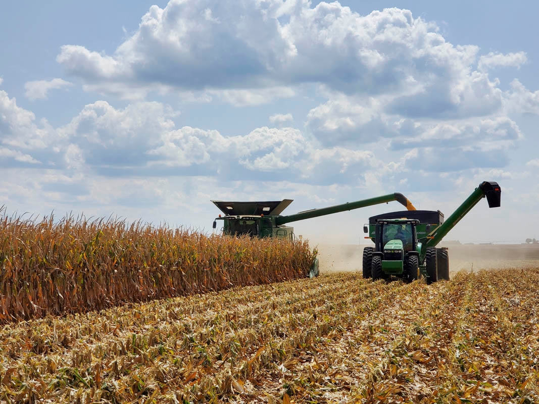 11 Tips to Improve Your Corn Harvest For Massive Yields