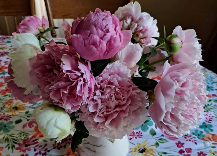 pink and white peonies in a vase