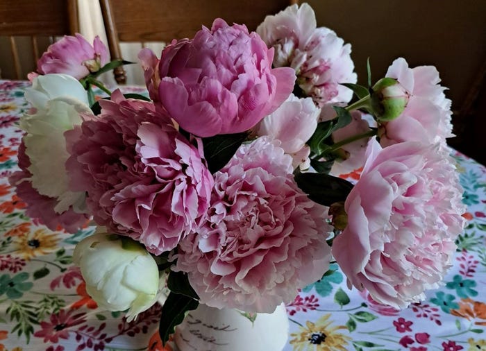 pink and white peonies in a vase pink and white peonies in a vase