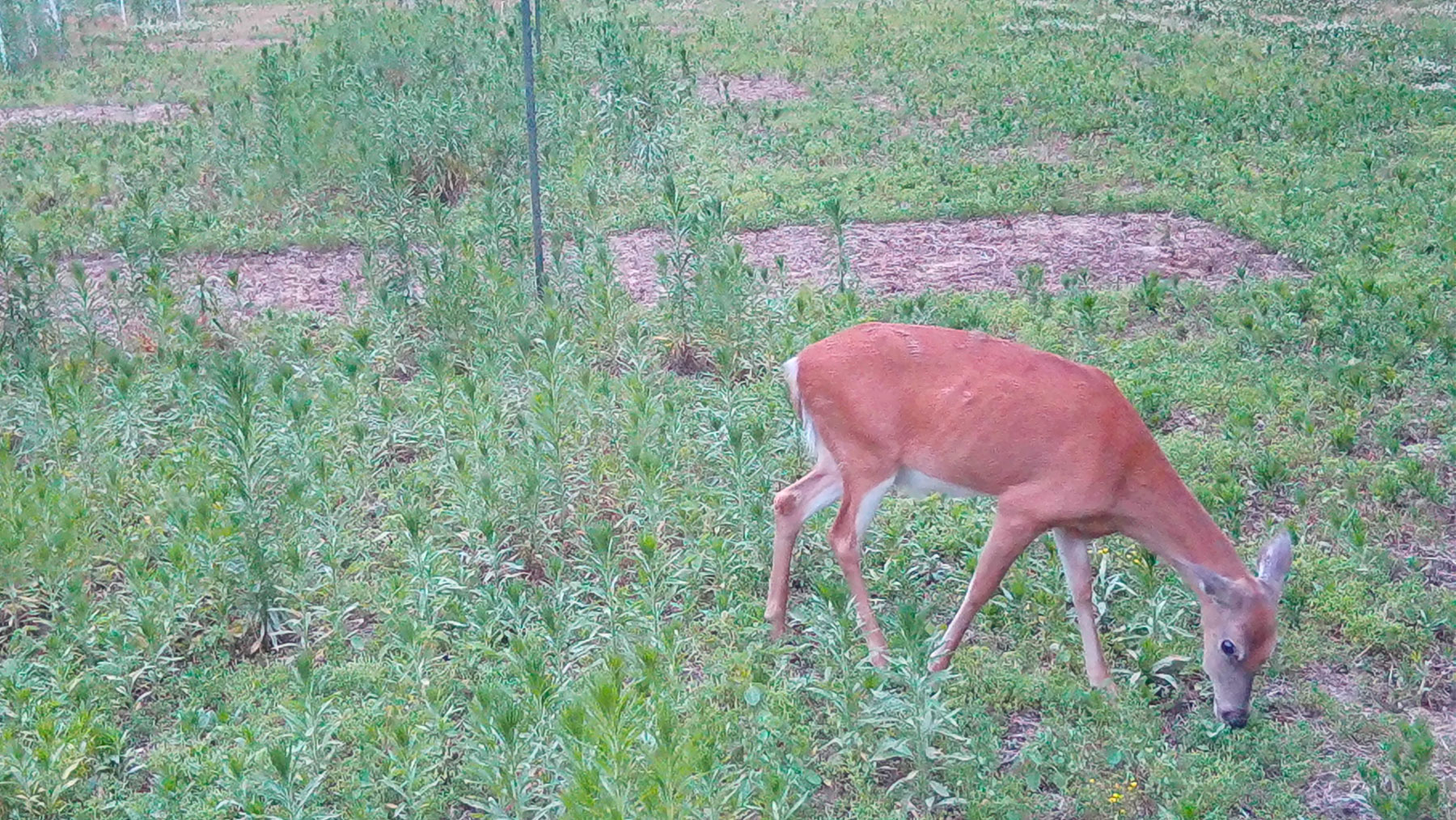 When deer come to feed, sacrificing some plants may save others