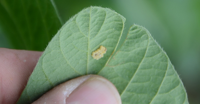 unidentified egg mass on soybean leaf