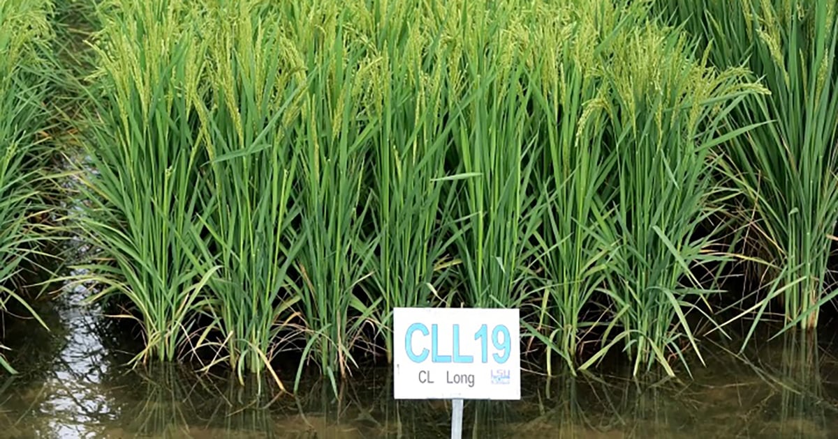 Good crop expected for Louisiana rice