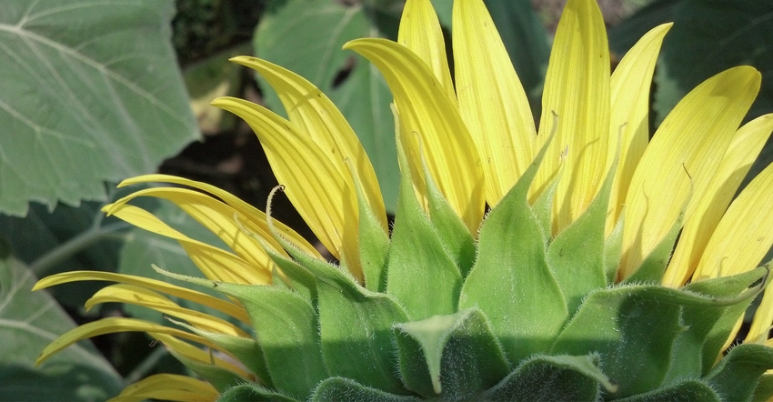 sunflower head closeup