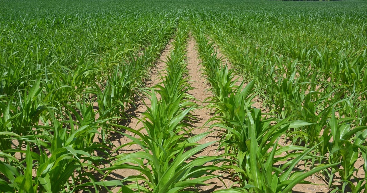 Should you adjust inputs based on corn stand?