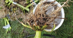 Corn rootworm