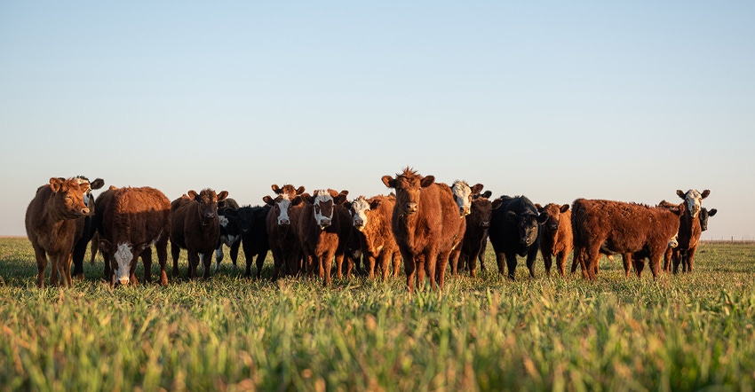 group of steers in meadow looking at camera.