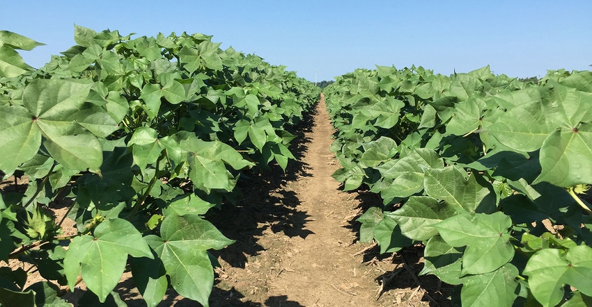 Cotton-row-1-brentcopy.jpg Cotton-row-1-brentcopy.jpg