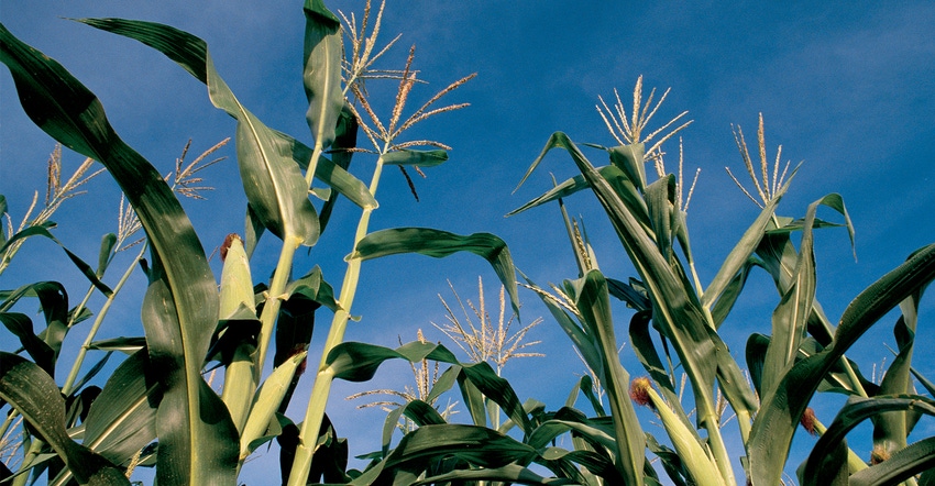 close up of corn stalks