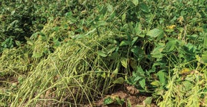 laura-leaning-soybean-plants-david-moseley-lsu-agcenter.jpg
