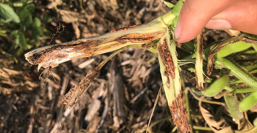Orange colored larvae infesting a soybean stem