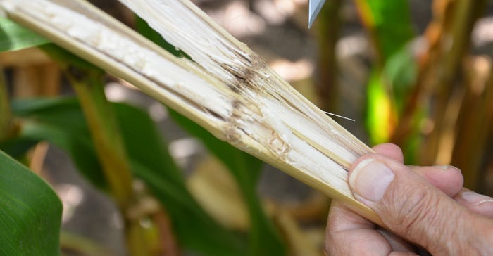 split open cornstalk showing signs of stalk rot