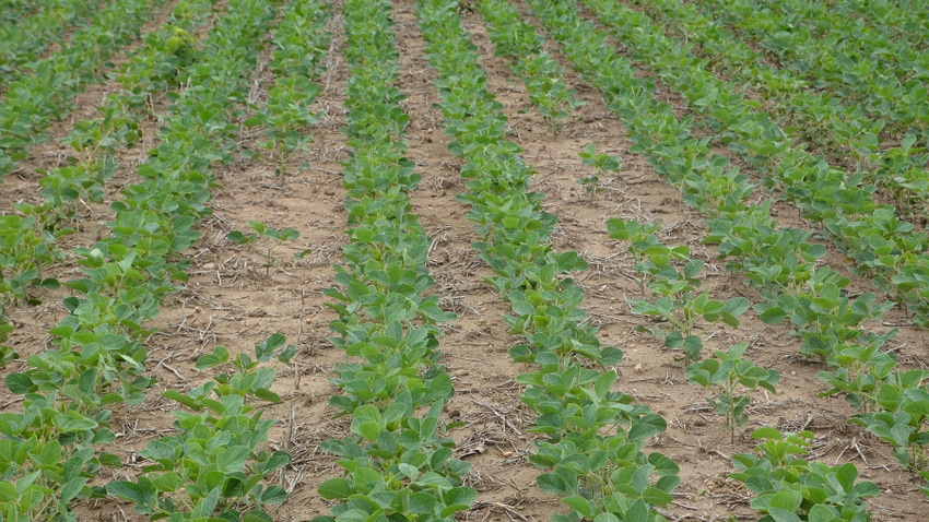 Rows in a soybean field