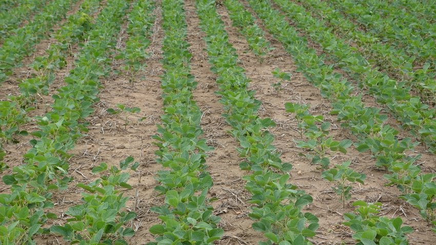 Rows in a soybean field Rows in a soybean field